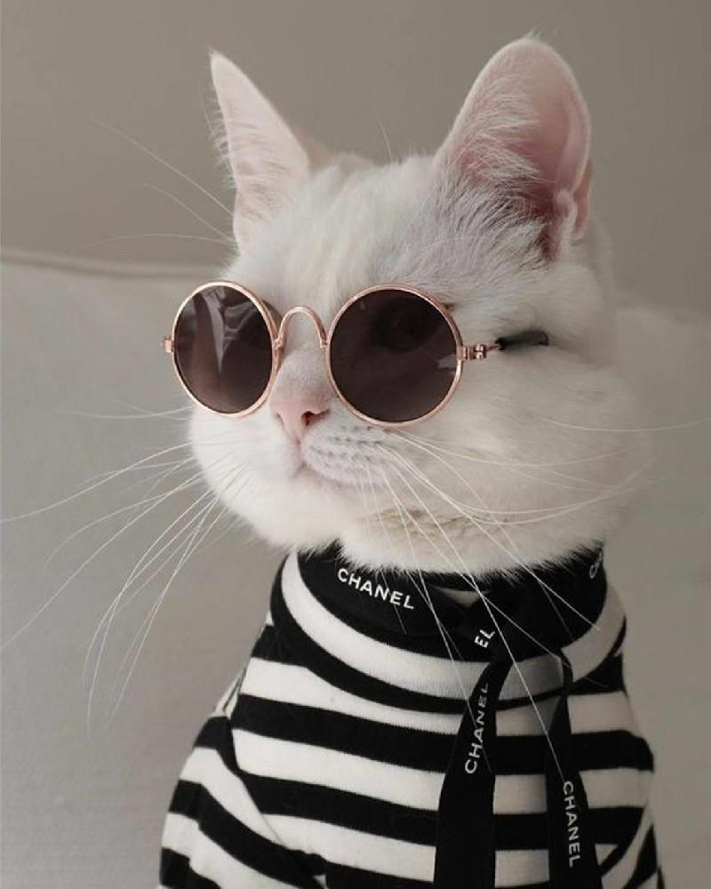 Tổng hợp 50+ mẫu hình đại diện, avatar mèo cute nhất cho bạn - DYB