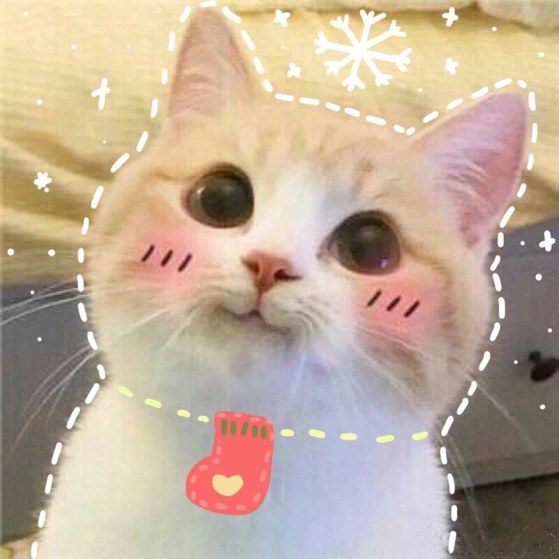 Tổng hợp 50+ mẫu hình đại diện, avatar mèo cute nhất cho bạn