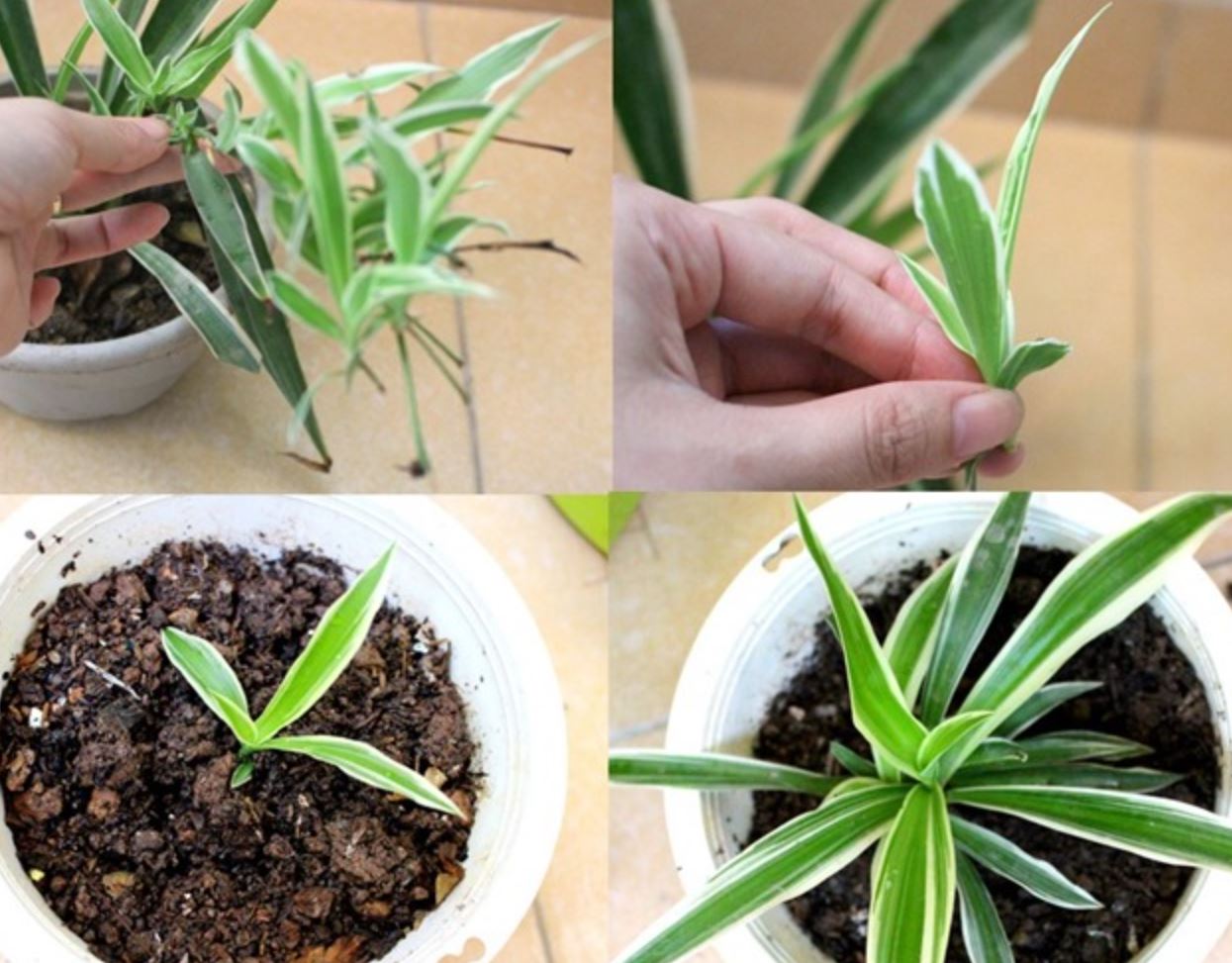 Cây Dây Nhện - Ý Nghĩa Phong Thủy, Cách Trồng Và Chăm Sóc